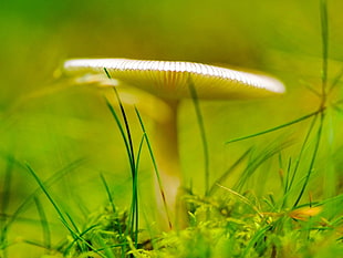 white mushroom in closeup photo HD wallpaper
